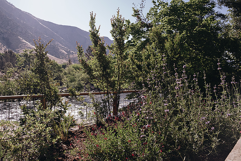 California native plants in bloom at the Kern River House gardens. Beautiful views of the Kern River & Sierra Nevadas.