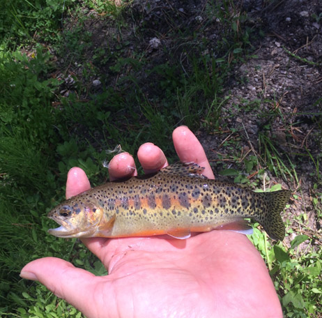 The best trout fly fishing on the Kern River