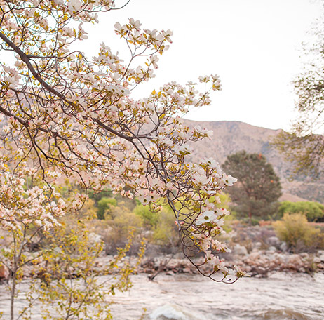 Lovely springtime view of dogwood trees at the Kern River House