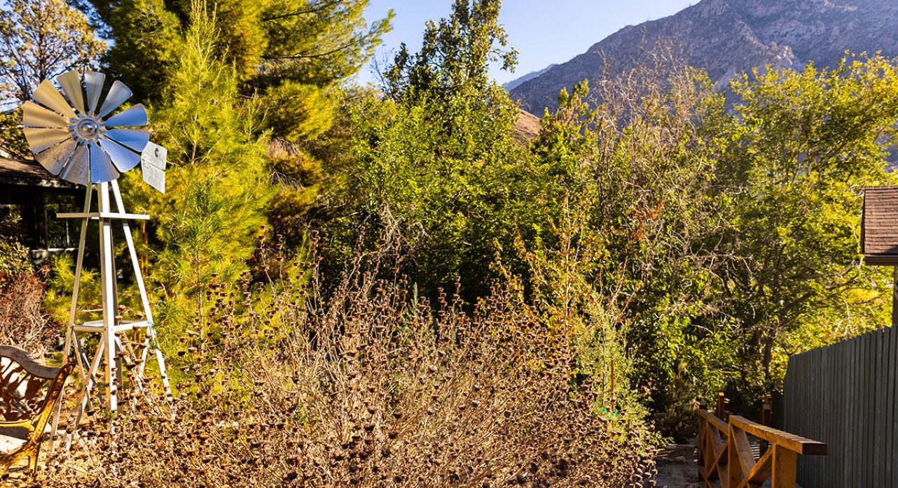 3-MoonShine_Native-Plant-Gardens