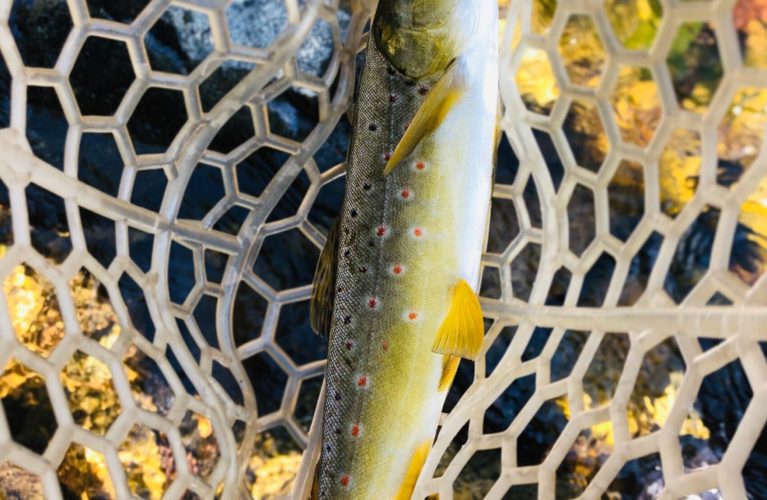 Fly Fishing for Trout on Kern River